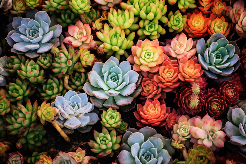 多种颜色的多肉植物背景素材,高清,摄影图,摄影图片,图片大全,摄影图免费下载